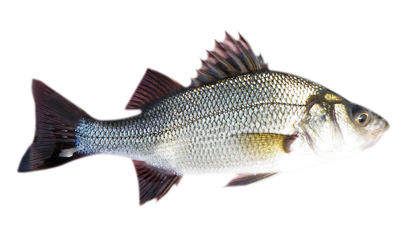 white-perch