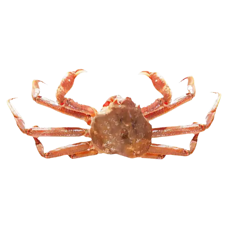 live-ocean-snow-crab