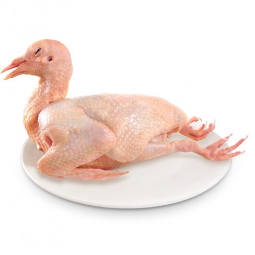 fresh-pigeon