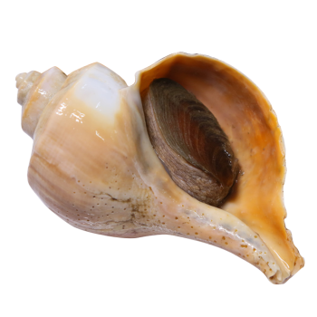 conch