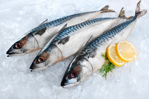 fresh-spanish-mackerel