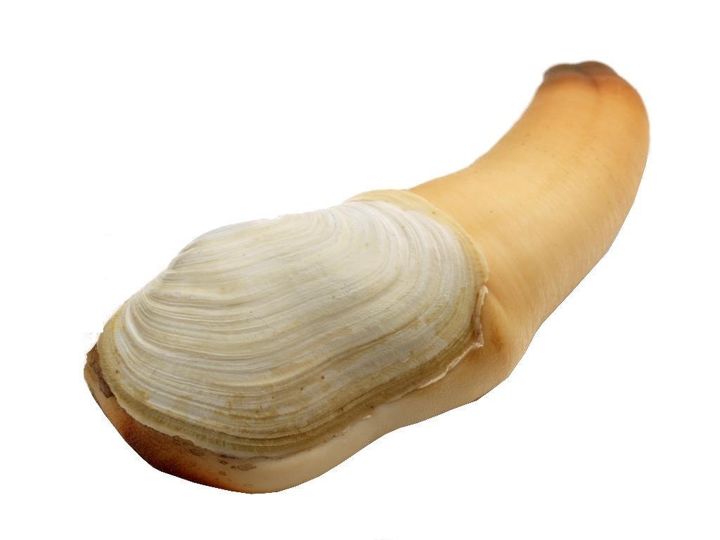 geoduck-clam