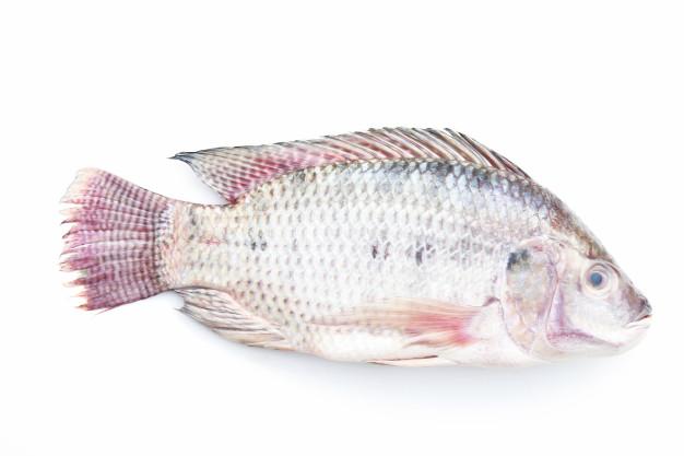 live-white-tilapia