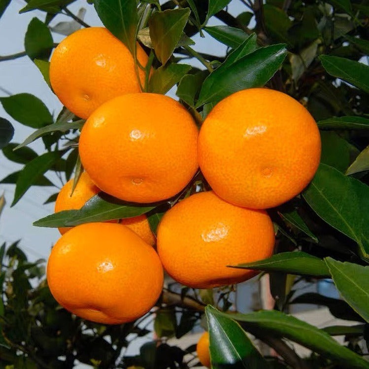 sweet-tangerine