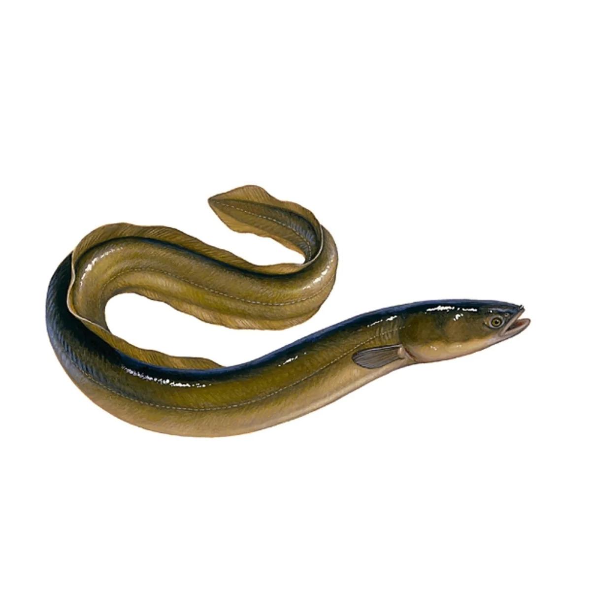 live-eel
