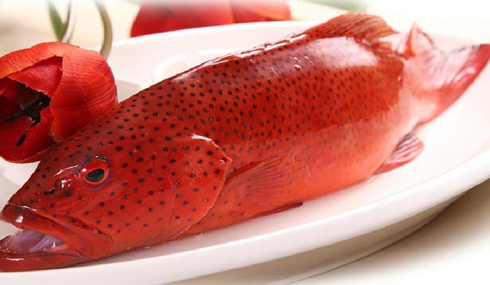 red-grouper