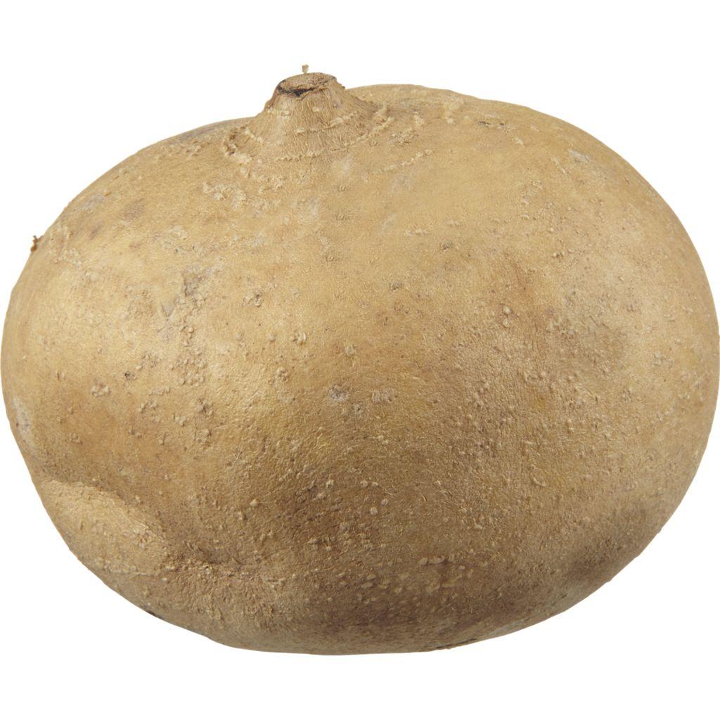 fresh-jicama