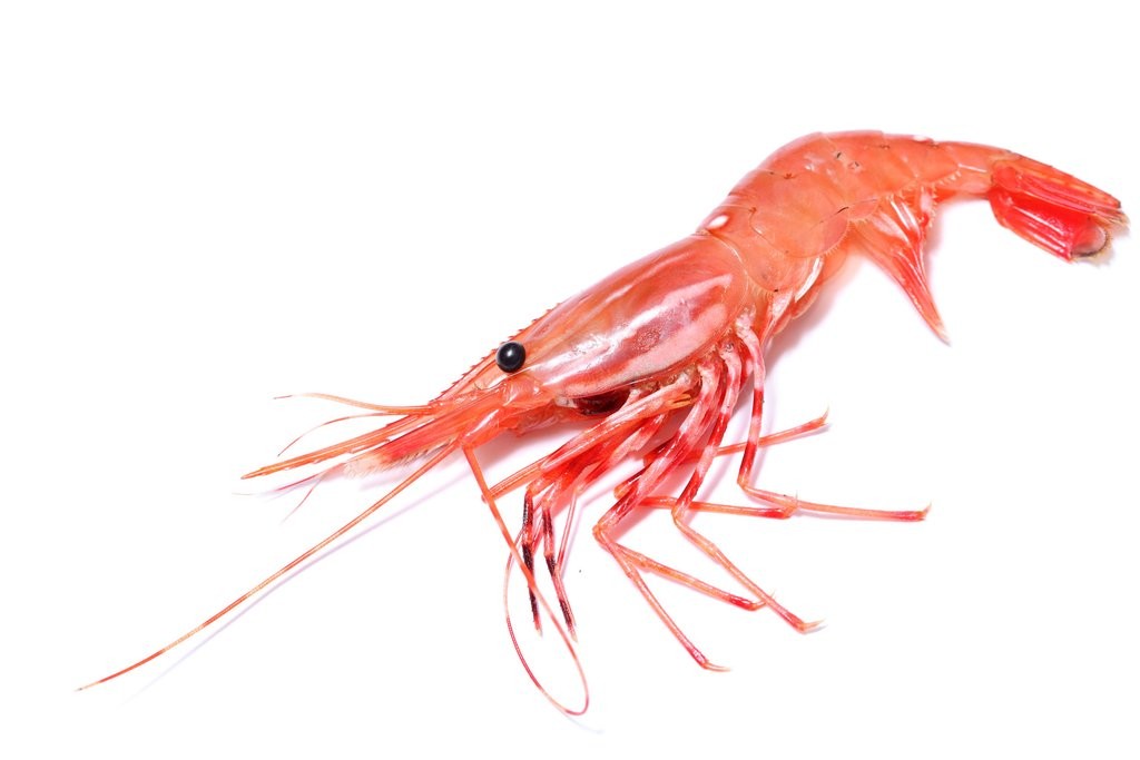 spot-prawns