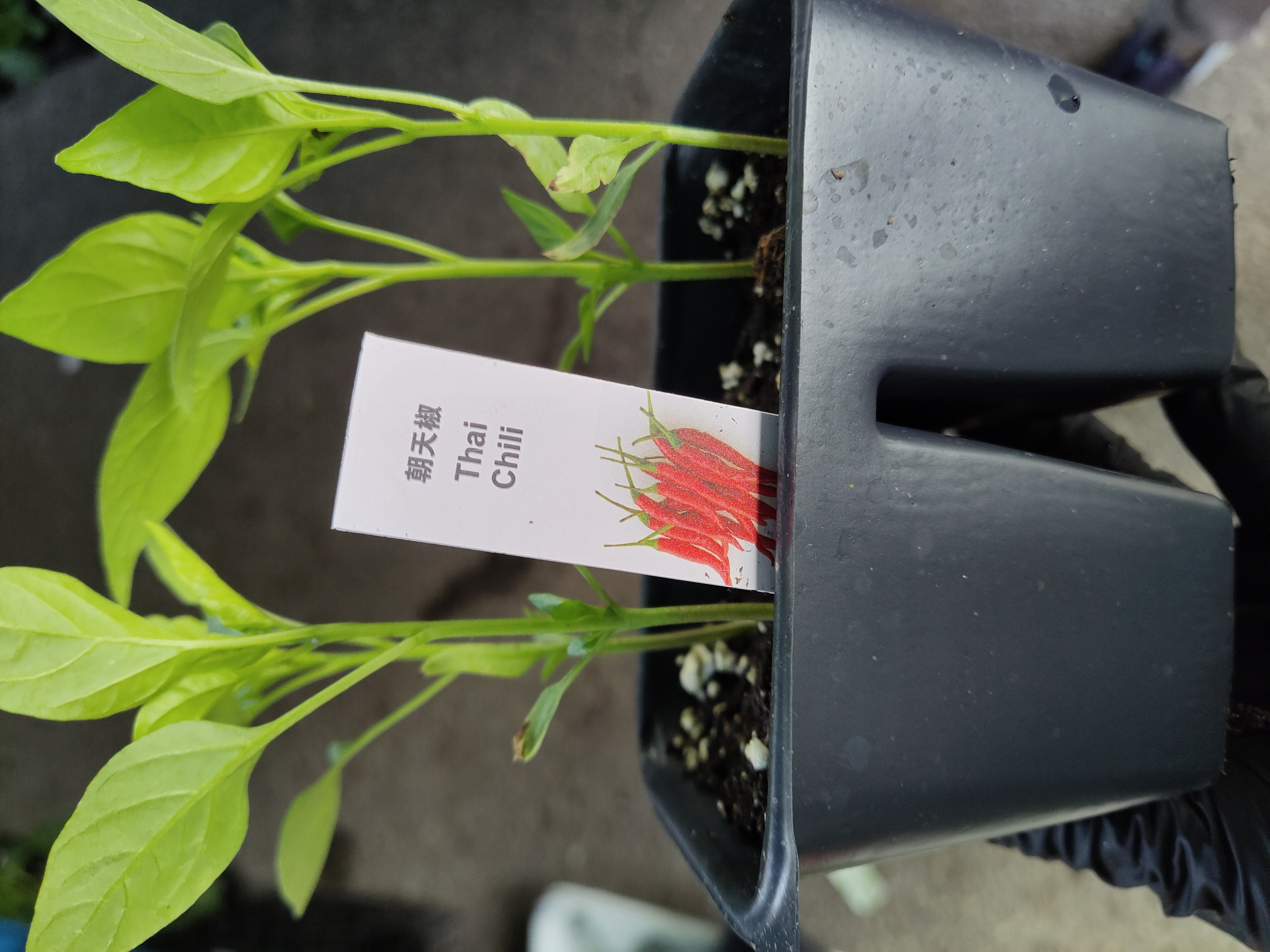 plant-thai-chilli