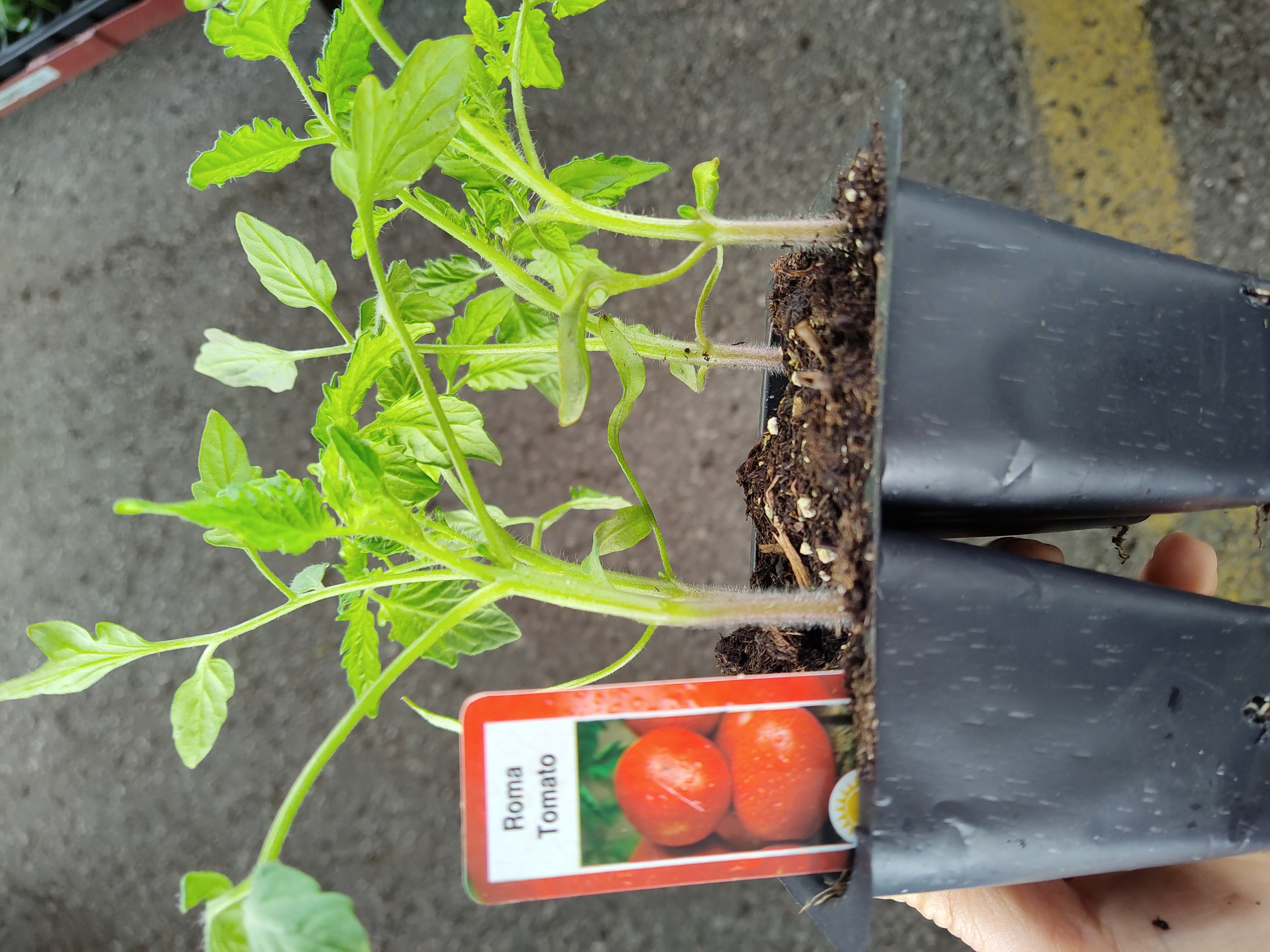 plant-roma-tomato