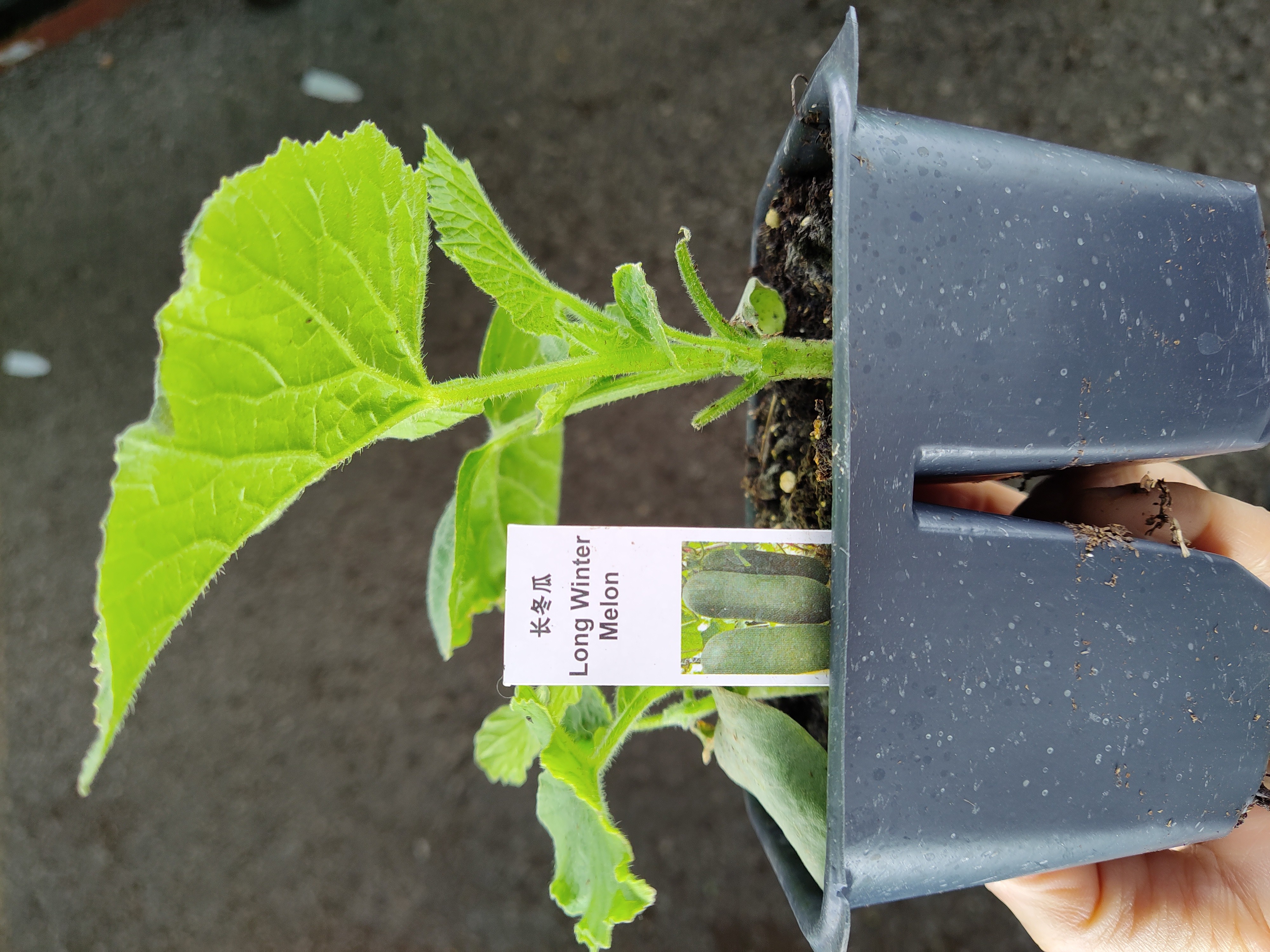 squat-plant-long-winter-melon