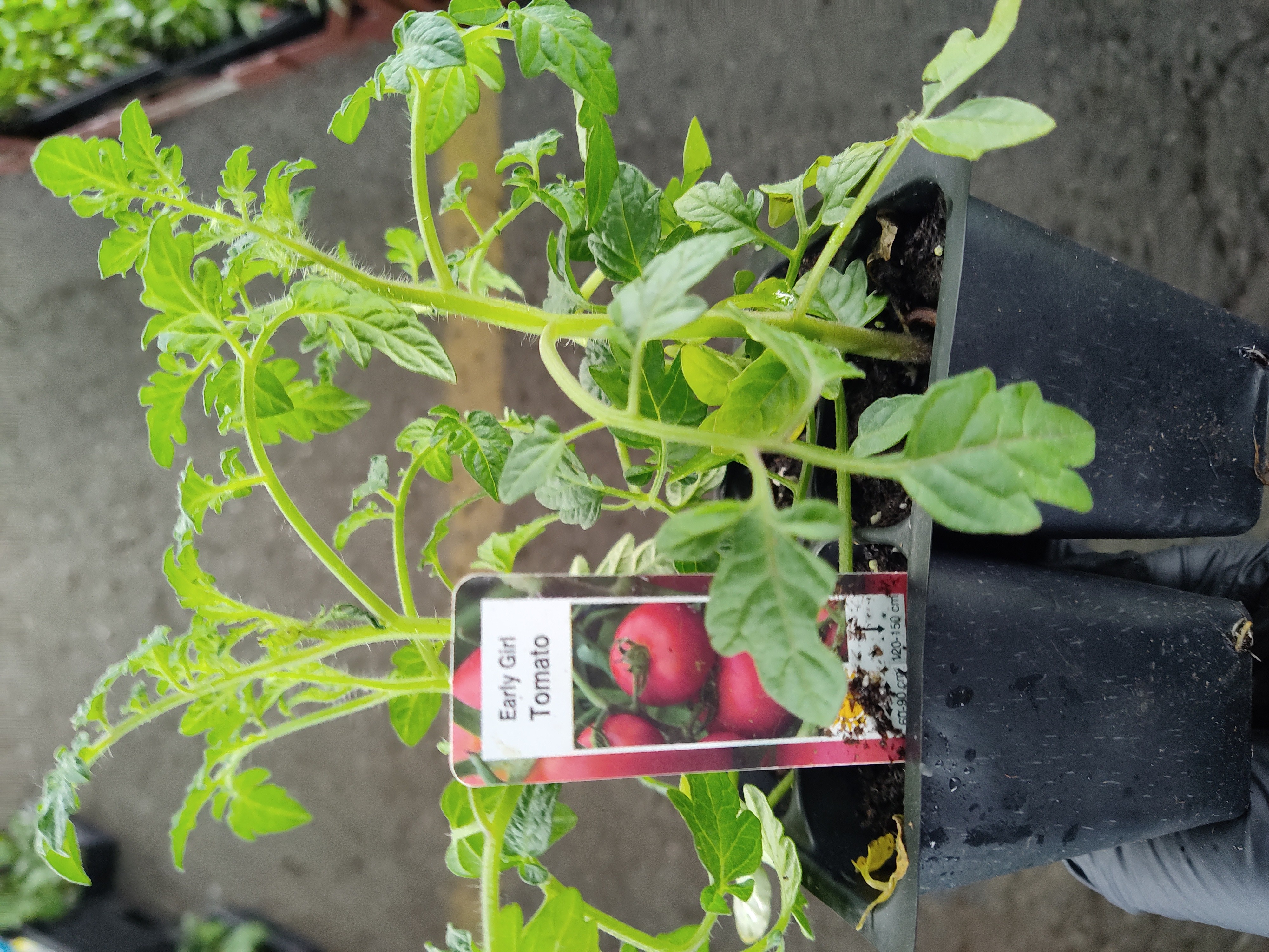 plant-early-girl-tomato