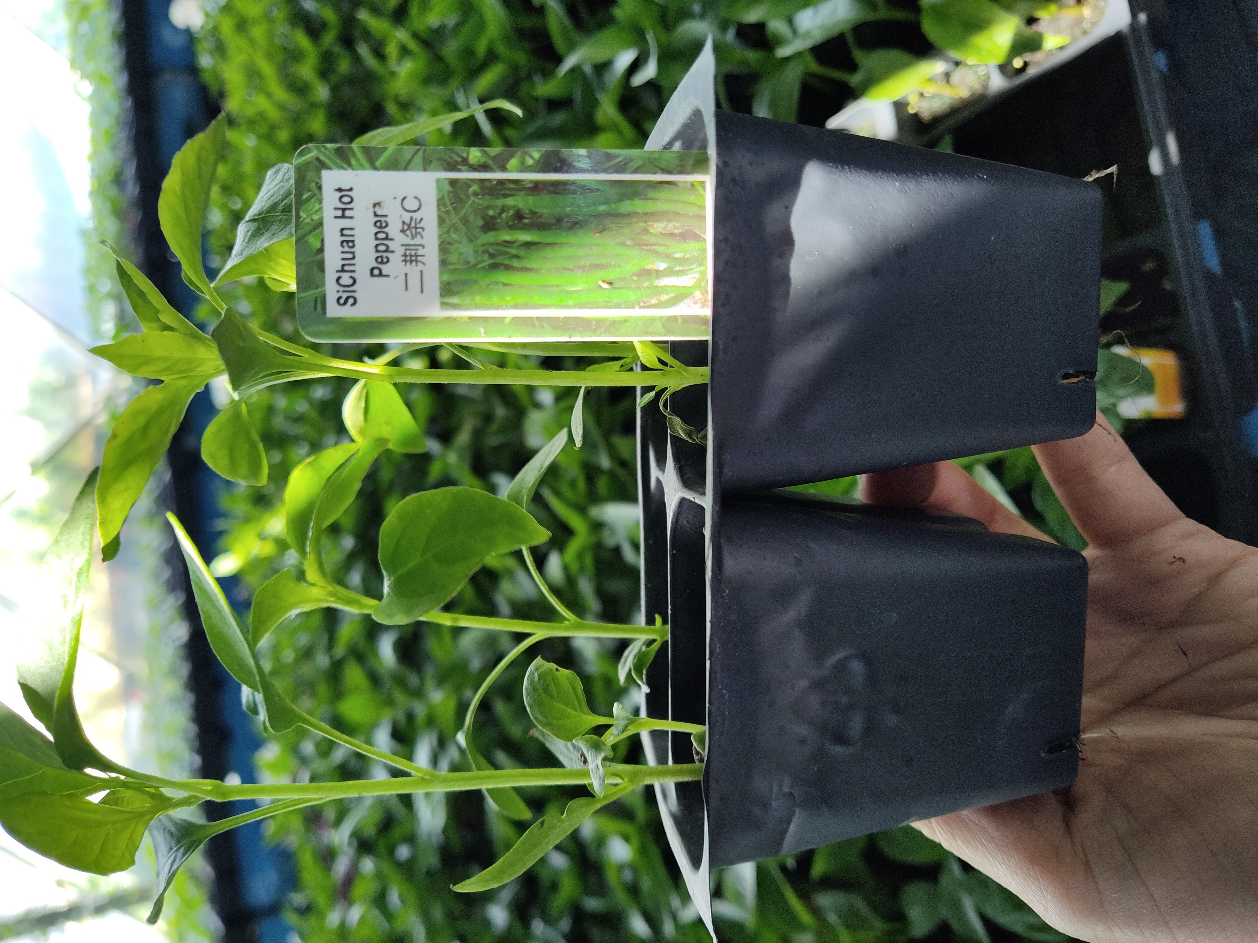 plant-plant-sichua-hot-pepper