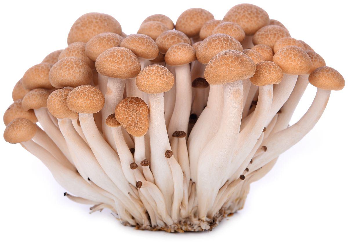 brown-shimeji-mushroom-pack