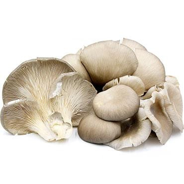 fresh-oyster-mushrooms