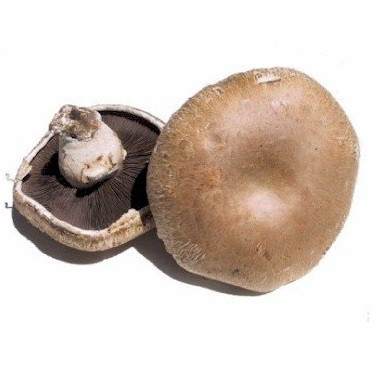 portobello-mushroom-boxed